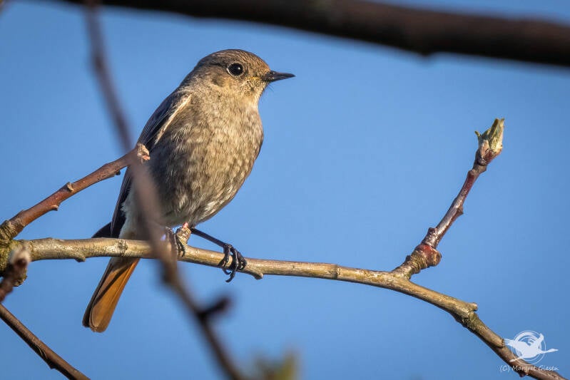 Hausrotschwanz (Phoenicurus ochruros) Weibchen  AachenVogel Vögel Vogelfotografie magie Canon EOS R7 Pentax K70 Canon RF 600 mm f/11 IS STM Pentax HD FA 150-450mm f/4.5-5.6 DC AW eye tracking bird birds photography bird watching ornitho