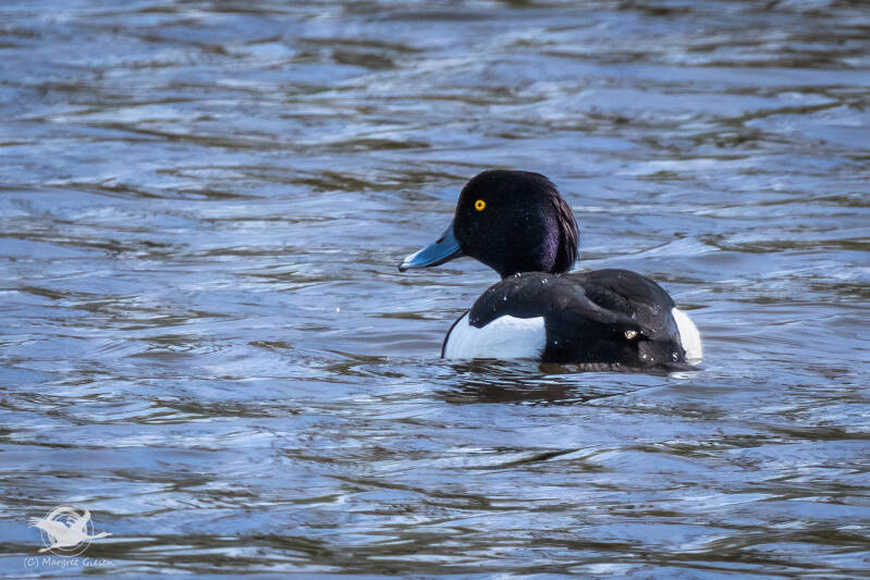 Reiherente (Aythya fuligula) Männchen  Ruraltarm Höllenloch, Jülich Flossdorf Vogel Vögel Vogelfotografie magie Canon EOS R7 Pentax K70 Canon RF 600 mm f/11 IS STM Pentax HD FA 150-450mm f/4.5-5.6 DC AW eye tracking bird birds photography bird watching or