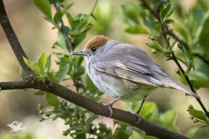 Mönchsgrasmücke (Sylvia atricapilla) Weibchen, Aachen Vogel Vögel Vogelfotografie magie Canon EOS R7 Pentax K70 Canon RF 600 mm f/11 IS STM Pentax HD FA 150-450mm f/4.5-5.6 DC AW eye tracking bird birds photography bird watching ornitho