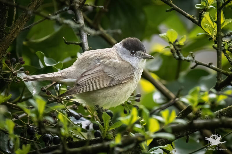 Vogel Vögel Vogelfotografie magie Canon EOS R7 Pentax K70 Canon RF 600 mm f/11 IS STM Pentax HD FA 150-450mm f/4.5-5.6 DC AW eye tracking bird birds photography bird watching ornitho Mönchsgrasmücke (Sylvia atricapilla) Männchen,  Aachen.