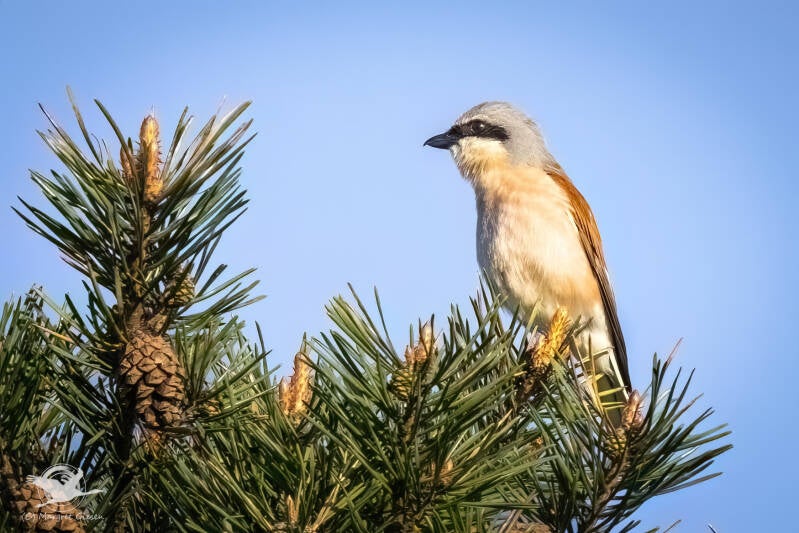 Neuntöter / Rotrückenwürger ( Lanius collurio) Männchen, NSG Schlangenberg, Breinig Stolberg Vogel Vögel Vogelfotografie magie Canon EOS R7 Pentax K70 Canon RF 600 mm f/11 IS STM Pentax HD FA 150-450mm f/4.5-5.6 DC AW eye tracking bird birds photography b