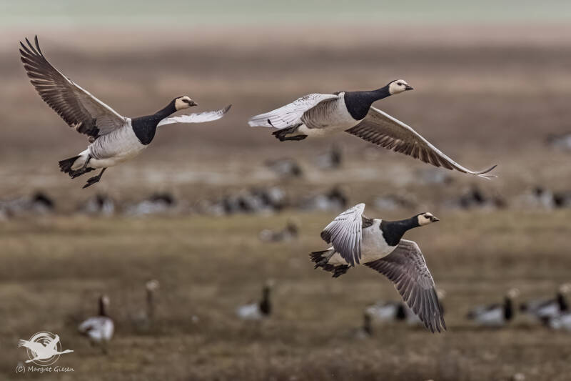 Vogel Vögel Vogelfotografie magie Canon EOS R7 Pentax K70 Canon RF 600 mm f/11 IS STM Pentax HD FA 150-450mm f/4.5-5.6 DC AW eye tracking bird birds photography bird watching ornitho Weißwangengans Nonnengans (barnacle goose, Branta leucopsis)