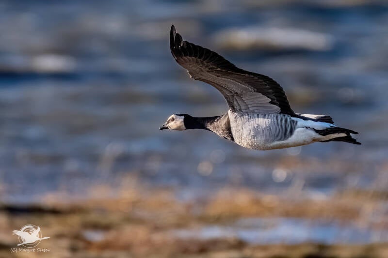 Weißwangengans Nonnengans (barnacle goose, Branta leucopsis) Vogel Vögel Vogelfotografie magie Canon EOS R7 Pentax K70 Canon RF 600 mm f/11 IS STM Pentax HD FA 150-450mm f/4.5-5.6 DC AW eye tracking bird birds photography bird watching ornitho