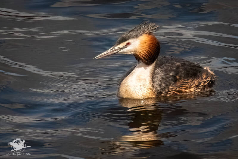 Haubentaucher (Podiceps cristatus)  Binnenalster, Hamburg Vogel Vögel Vogelfotografie magie Canon EOS R7 Pentax K70 Canon RF 600 mm f/11 IS STM Pentax HD FA 150-450mm f/4.5-5.6 DC AW eye tracking bird birds photography bird watching ornitho