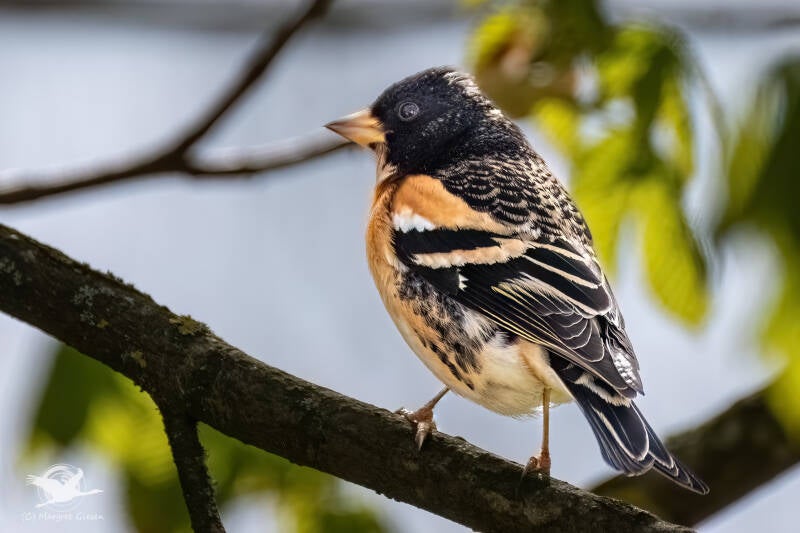 Vogel Vögel Vogelfotografie magie Canon EOS R7 Pentax K70 Canon RF 600 mm f/11 IS STM Pentax HD FA 150-450mm f/4.5-5.6 DC AW eye tracking bird birds photography bird watching ornitho Bergfink / Nordfink (Fringilla montifringilla) Männchen  Aachen.
