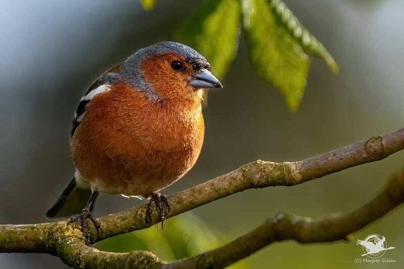 Buchfink (Fringilla coelebs) Männchen  Aachen Vogel Vögel Vogelfotografie magie Canon EOS R7 Pentax K70 Canon RF 600 mm f/11 IS STM Pentax HD FA 150-450mm f/4.5-5.6 DC AW eye tracking bird birds photography bird watching ornitho
