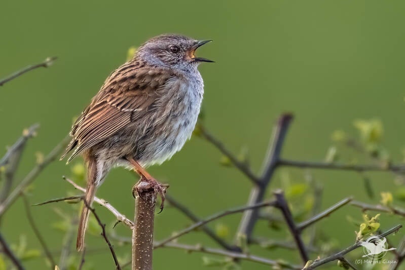 Heckenbraunelle (Prunella modularis)  Aachen Vogel Vögel Vogelfotografie magie Canon EOS R7 Pentax K70 Canon RF 600 mm f/11 IS STM Pentax HD FA 150-450mm f/4.5-5.6 DC AW eye tracking bird birds photography bird watching ornitho