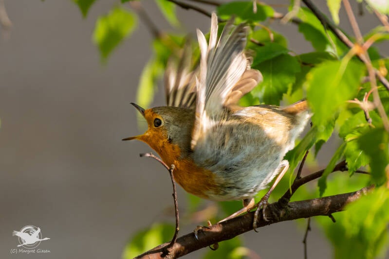 Rotkehlchen (Erithacus rubecula)  Aachen Vogel Vögel Vogelfotografie magie Canon EOS R7 Pentax K70 Canon RF 600 mm f/11 IS STM Pentax HD FA 150-450mm f/4.5-5.6 DC AW eye tracking bird birds photography bird watching ornitho