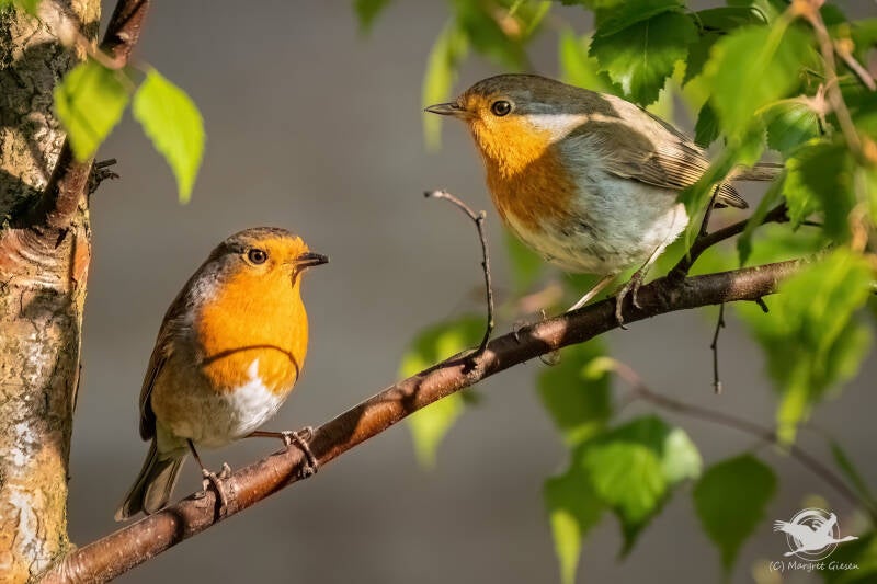 Rotkehlchen (Erithacus rubecula) Päärchen,  Aachen Vogel Vögel Vogelfotografie magie Canon EOS R7 Pentax K70 Canon RF 600 mm f/11 IS STM Pentax HD FA 150-450mm f/4.5-5.6 DC AW eye tracking bird birds photography bird watching ornitho