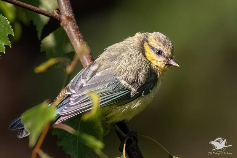 Blaumeise (Cyanistes caeruleus) Jungvogel  Aachen Vogel Vögel Vogelfotografie magie Canon EOS R7 Pentax K70 Canon RF 600 mm f/11 IS STM Pentax HD FA 150-450mm f/4.5-5.6 DC AW eye tracking bird birds photography bird watching ornitho