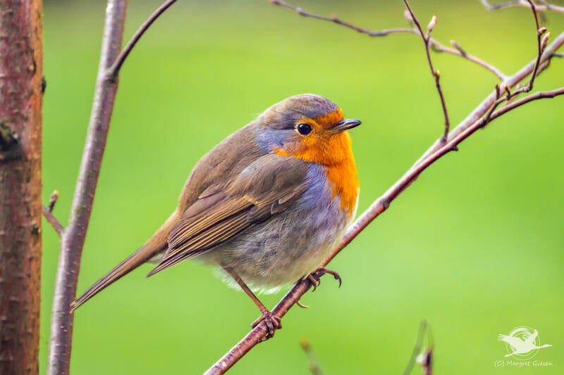 Rotkehlchen (Erithacus rubecula)  Aachen Vogel Vögel Vogelfotografie magie Canon EOS R7 Pentax K70 Canon RF 600 mm f/11 IS STM Pentax HD FA 150-450mm f/4.5-5.6 DC AW eye tracking bird birds photography bird watching ornitho