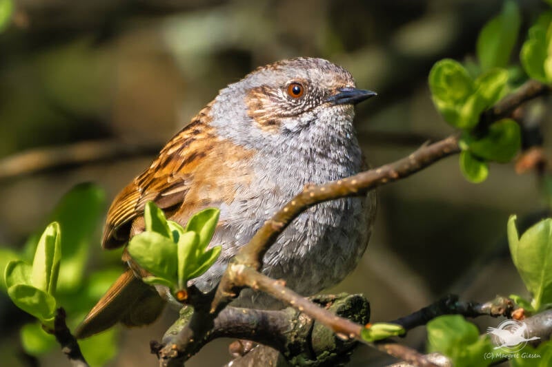 Heckenbraunelle (Prunella modularis)  Aachen Vogel Vögel Vogelfotografie magie Canon EOS R7 Pentax K70 Canon RF 600 mm f/11 IS STM Pentax HD FA 150-450mm f/4.5-5.6 DC AW eye tracking bird birds photography bird watching ornitho