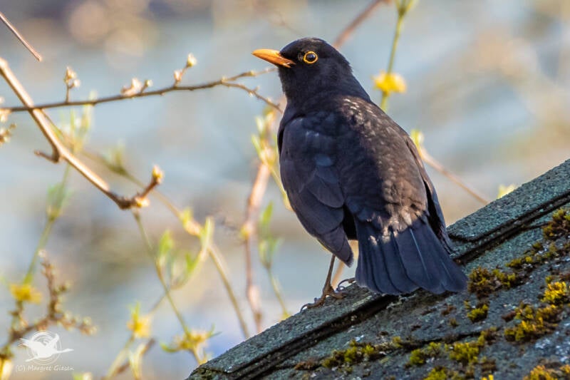 Amsel / Schwarzdrossel (Turdus merula) Männchen  Aachen Vogel Vögel Vogelfotografie magie Canon EOS R7 Pentax K70 Canon RF 600 mm f/11 IS STM Pentax HD FA 150-450mm f/4.5-5.6 DC AW eye tracking bird birds photography bird watching ornitho