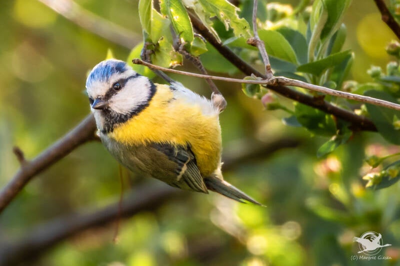 Vogel Vögel Vogelfotografie magie Canon EOS R7 Pentax K70 Canon RF 600 mm f/11 IS STM Pentax HD FA 150-450mm f/4.5-5.6 DC AW eye tracking bird birds photography bird watching ornitho Blaumeise (Cyanistes caeruleus)  Aachen.