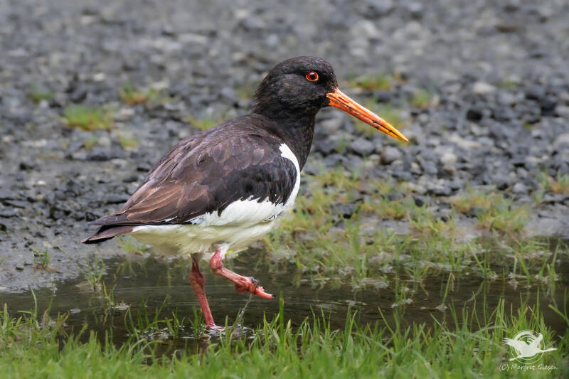Austernfischer (aematopus ostralegus)  Geirangerfjord, Norwegen Vogel Vögel Vogelfotografie magie Canon EOS R7 Pentax K70 Canon RF 600 mm f/11 IS STM Pentax HD FA 150-450mm f/4.5-5.6 DC AW eye tracking bird birds photography bird watching ornitho