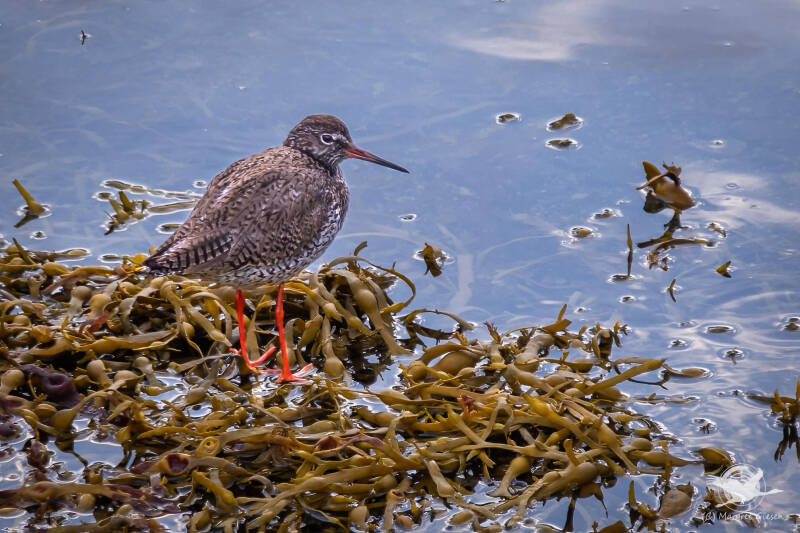 Vogel Vögel Vogelfotografie magie Canon EOS R7 Pentax K70 Canon RF 600 mm f/11 IS STM Pentax HD FA 150-450mm f/4.5-5.6 DC AW eye tracking bird birds photography bird watching ornitho Rotschenkel (Aringa totanus))  Geirangerfjord, Norwegen.