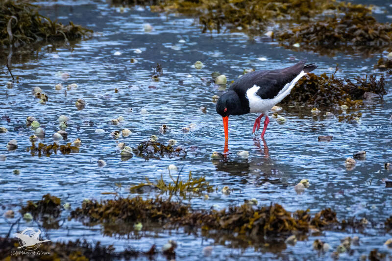 Austernfischer (aematopus ostralegus)  Geirangerfjord, Norwegen Vogel Vögel Vogelfotografie magie Canon EOS R7 Pentax K70 Canon RF 600 mm f/11 IS STM Pentax HD FA 150-450mm f/4.5-5.6 DC AW eye tracking bird birds photography bird watching ornitho
