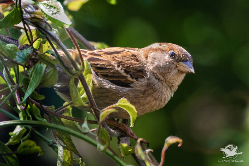 Haussperling / Spatz (Passer domesticus) Weibchen  Aachen Vogel Vögel Vogelfotografie magie Canon EOS R7 Pentax K70 Canon RF 600 mm f/11 IS STM Pentax HD FA 150-450mm f/4.5-5.6 DC AW eye tracking bird birds photography bird watching ornitho