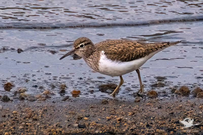 Flussuferläufer (Actitis hypoleucos)  Krøderfjorden, Norwegen Vogel Vögel Vogelfotografie magie Canon EOS R7 Pentax K70 Canon RF 600 mm f/11 IS STM Pentax HD FA 150-450mm f/4.5-5.6 DC AW eye tracking bird birds photography bird watching ornitho