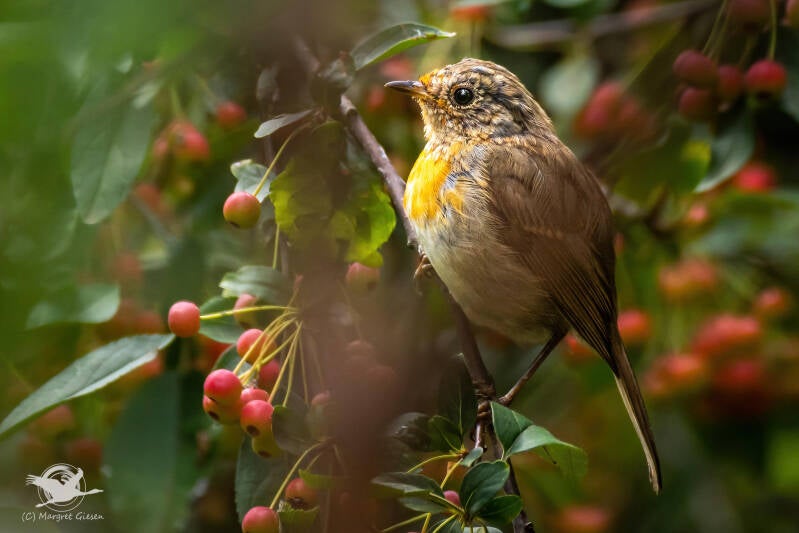 Rotkehlchen (Erithacus rubecula) Jungvogel,  Aachen Vogel Vögel Vogelfotografie magie Canon EOS R7 Pentax K70 Canon RF 600 mm f/11 IS STM Pentax HD FA 150-450mm f/4.5-5.6 DC AW eye tracking bird birds photography bird watching ornitho