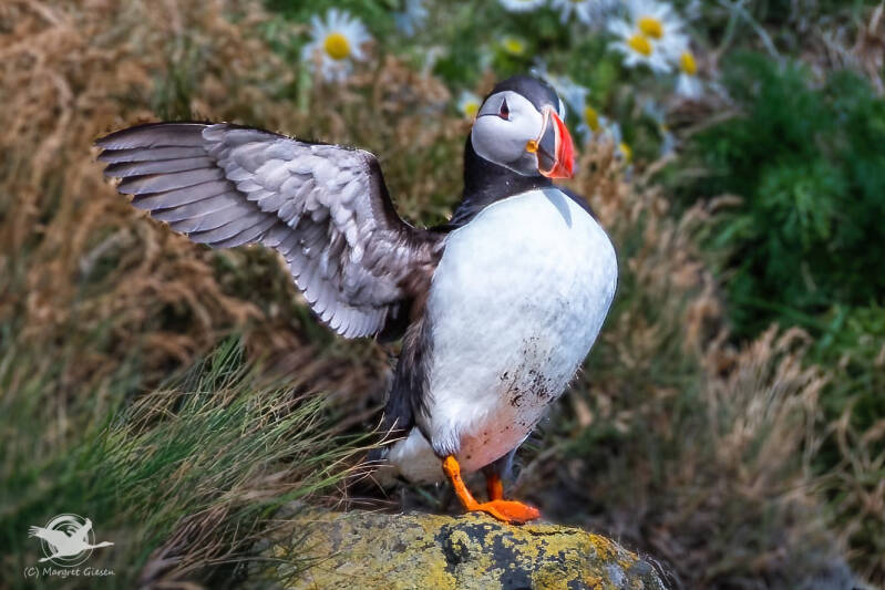 Papageientaucher (Fratercula arctica)  Dyrholaey Vik i Myrdal, Island Vogel Vögel Vogelfotografie magie Canon EOS R7 Pentax K70 Canon RF 600 mm f/11 IS STM Pentax HD FA 150-450mm f/4.5-5.6 DC AW eye tracking bird birds photography bird watching ornitho