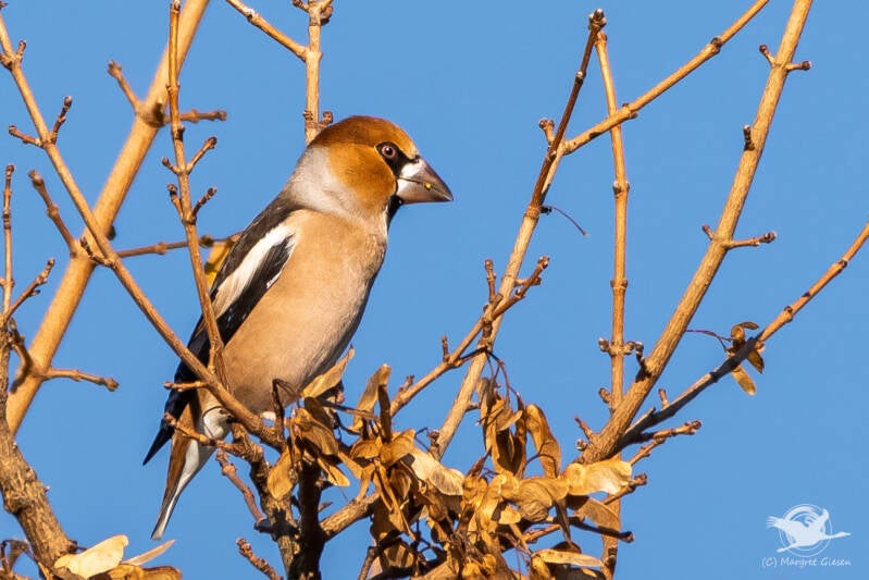 Kernbeißer (Coccothraustes coccothraustes)  Aachen Vogel Vögel Vogelfotografie magie Canon EOS R7 Pentax K70 Canon RF 600 mm f/11 IS STM Pentax HD FA 150-450mm f/4.5-5.6 DC AW eye tracking bird birds photography bird watching ornitho