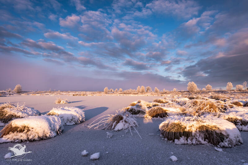 Venn Brackvenn Winter Moor Renaturierung Sonnenaufgang Mützenich Belgien Monschau