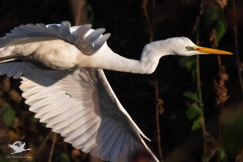 Silberreiher (Ardea alba) Barmener See, Jülich Barmen. Vogel Vögel Vogelfotografie magie Canon EOS R7 Pentax K70 Canon RF 600 mm f/11 IS STM Pentax HD FA 150-450mm f/4.5-5.6 DC AW eye tracking bird birds photography bird watching ornitho