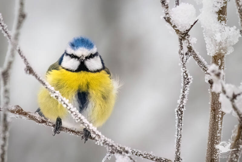 Vogel Vögel Vogelfotografie magie Canon EOS R7 Pentax K70 Canon RF 600 mm f/11 IS STM Pentax HD FA 150-450mm f/4.5-5.6 DC AW eye tracking bird birds photography bird watching ornitho Blaumeise (Cyanistes caeruleus)  Aachen,