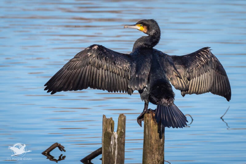 Kormoran (Phalacrocorax carbo)  Barmener See, Jülich Barmen Vogel Vögel Vogelfotografie magie Canon EOS R7 Pentax K70 Canon RF 600 mm f/11 IS STM Pentax HD FA 150-450mm f/4.5-5.6 DC AW eye tracking bird birds photography bird watching ornitho
