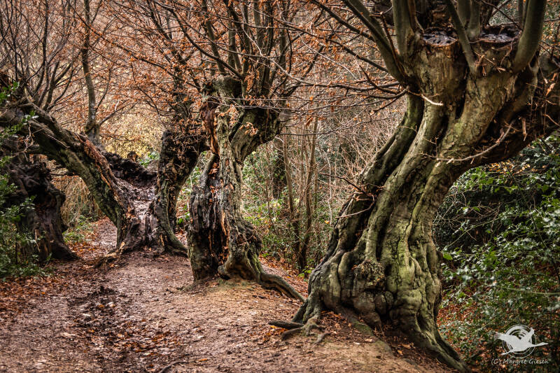 Aachen Preuswald Stadtwald Hexenwald Hainbuchen Geusenweg Steppenberg Harry Potter Hogwarts Vaals