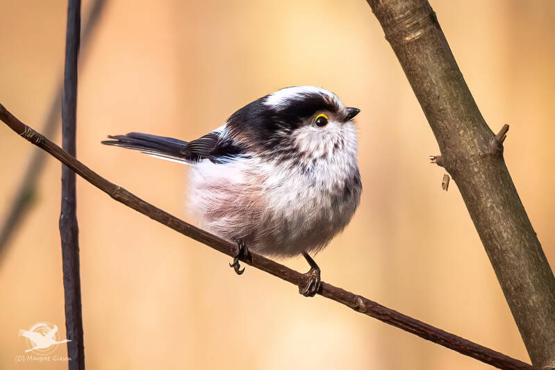 Schwanzmeise (Aegithalos caudatus)  Barmener See, Jülich Barmen Vogel Vögel Vogelfotografie magie Canon EOS R7 Pentax K70 Canon RF 600 mm f/11 IS STM Pentax HD FA 150-450mm f/4.5-5.6 DC AW eye tracking bird birds photography bird watching ornitho