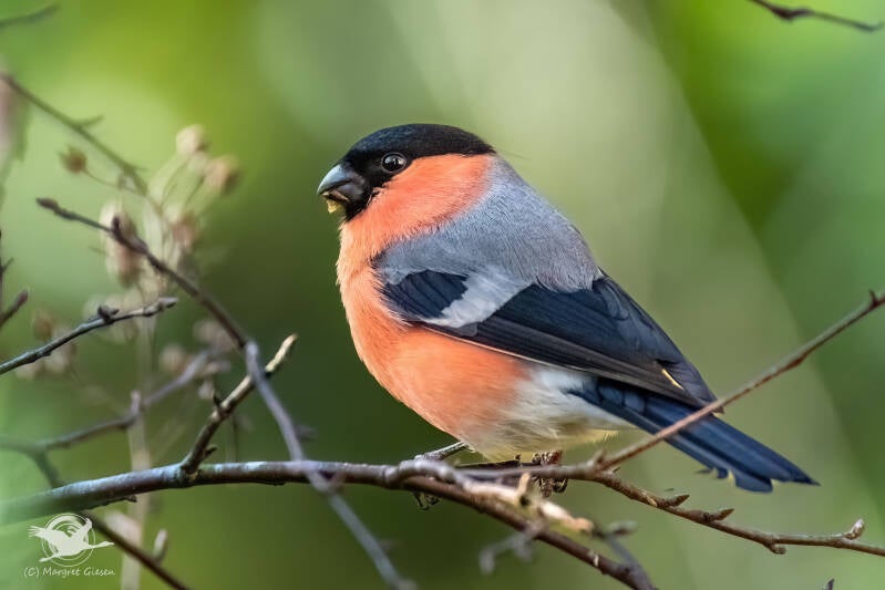 Vogel Vögel Vogelfotografie magie Canon EOS R7 Pentax K70 Canon RF 600 mm f/11 IS STM Pentax HD FA 150-450mm f/4.5-5.6 DC AW eye tracking bird birds photography bird watching ornitho Dompfaff / Gimpel (Pyrrhula pyrrhula) Männchen, Aachen