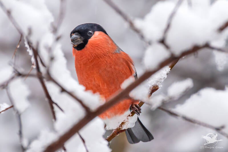 Dompfaff / Gimpel (Pyrrhula pyrrhula) Männchen  Aachen Vogel Vögel Vogelfotografie magie Canon EOS R7 Pentax K70 Canon RF 600 mm f/11 IS STM Pentax HD FA 150-450mm f/4.5-5.6 DC AW eye tracking bird birds photography bird watching ornitho