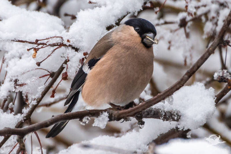 Dompfaff / Gimpel (Pyrrhula pyrrhula) Weibchen  Aachen Vogel Vögel Vogelfotografie magie Canon EOS R7 Pentax K70 Canon RF 600 mm f/11 IS STM Pentax HD FA 150-450mm f/4.5-5.6 DC AW eye tracking bird birds photography bird watching ornitho