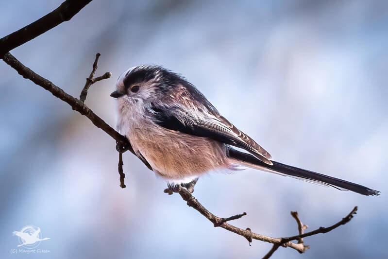 Schwanzmeise (Aegithalos caudatus)  Barmener See, Jülich Barmen Vogel Vögel Vogelfotografie magie Canon EOS R7 Pentax K70 Canon RF 600 mm f/11 IS STM Pentax HD FA 150-450mm f/4.5-5.6 DC AW eye tracking bird birds photography bird watching ornitho