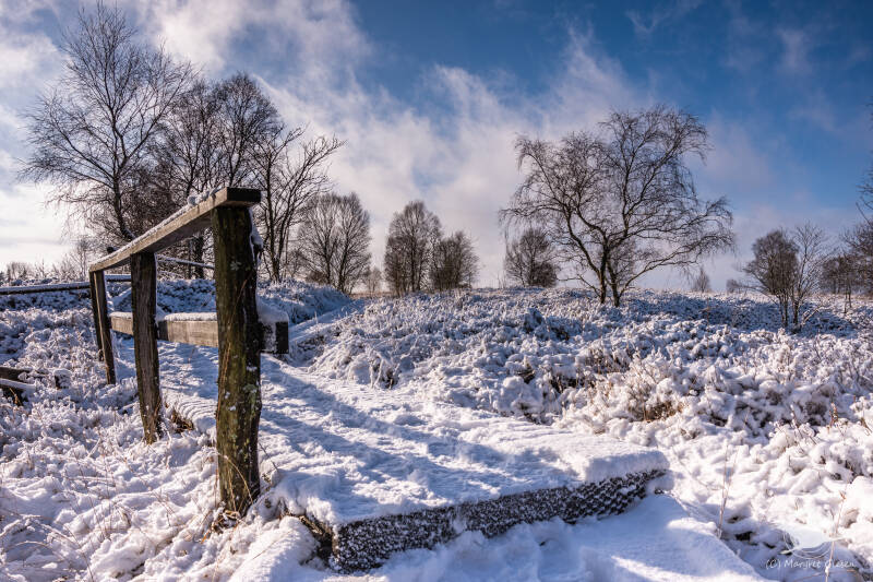 Venn Brackvenn Winter Moor Renaturierung Sonnenaufgang Mützenich Belgien Monschau