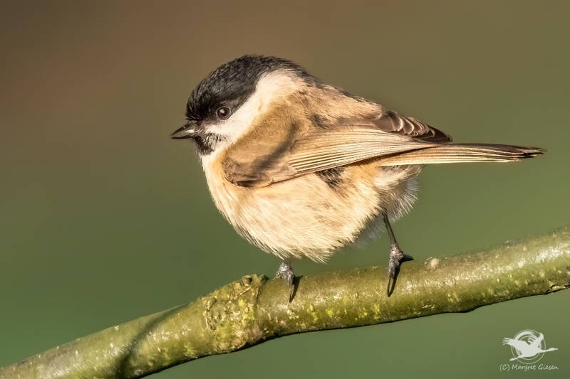 Sumpfmeise (Poecile palustris)  Aachen Vogel Vögel Vogelfotografie magie Canon EOS R7 Pentax K70 Canon RF 600 mm f/11 IS STM Pentax HD FA 150-450mm f/4.5-5.6 DC AW eye tracking bird birds photography bird watching ornitho