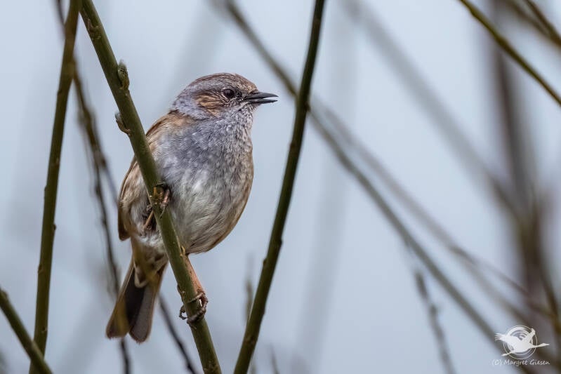 Heckenbraunelle (Prunella modularis),  Aachen. Vogel Vögel Vogelfotografie magie Canon EOS R7 Pentax K70 Canon RF 600 mm f/11 IS STM Pentax HD FA 150-450mm f/4.5-5.6 DC AW eye tracking bird birds photography bird watching ornitho