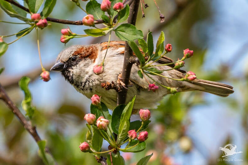 Haussperling / Spatz (Passer domesticus) Männchen  Aachen Vogel Vögel Vogelfotografie magie Canon EOS R7 Pentax K70 Canon RF 600 mm f/11 IS STM Pentax HD FA 150-450mm f/4.5-5.6 DC AW eye tracking bird birds photography bird watching ornitho