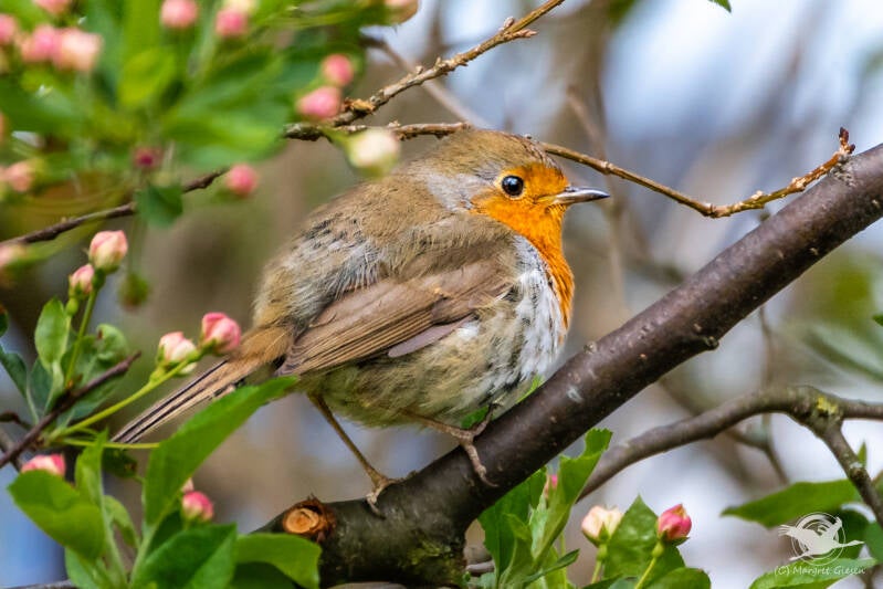 Vogel Vögel Vogelfotografie magie Canon EOS R7 Pentax K70 Canon RF 600 mm f/11 IS STM Pentax HD FA 150-450mm f/4.5-5.6 DC AW eye tracking bird birds photography bird watching ornitho Rotkehlchen (Erithacus rubecula)  Aachen.
