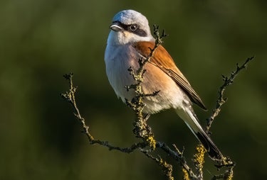 Heckenbraunelle Prunella modularis Nebel