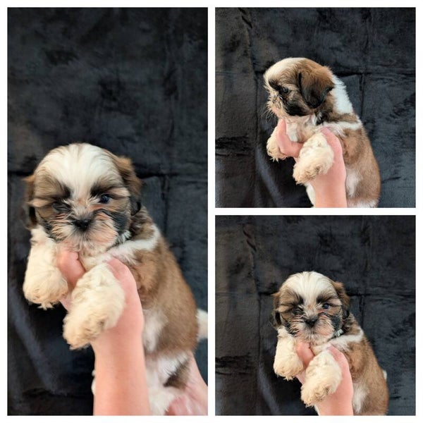 BERLIOZ - 260827-M2 - Réservation chiot Shih-tzu