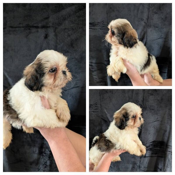 BIDULE - 260901-M2 - Réservation chiot Shih-tzu