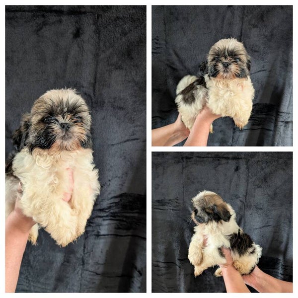 BUZZ - 260901-M4 - Réservation chiot Shih-tzu