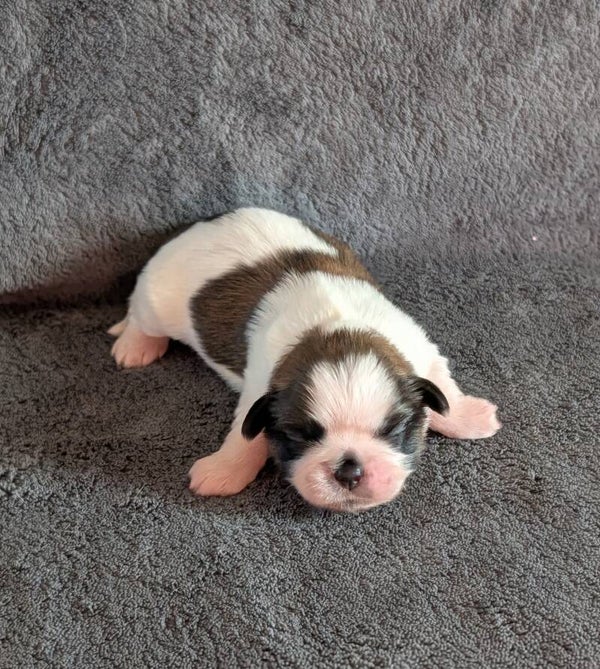 260901-M5 - Réservation chiot Shih-tzu