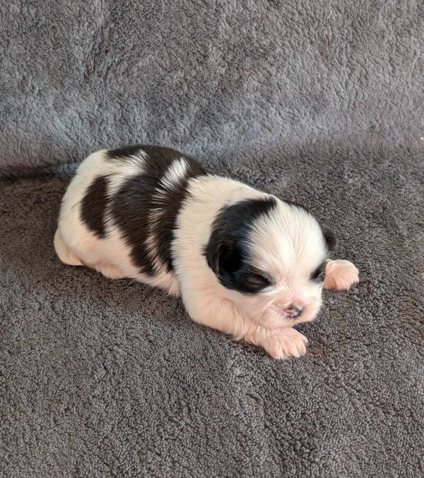 260827-M3 - Réservation chiot Shih-tzu