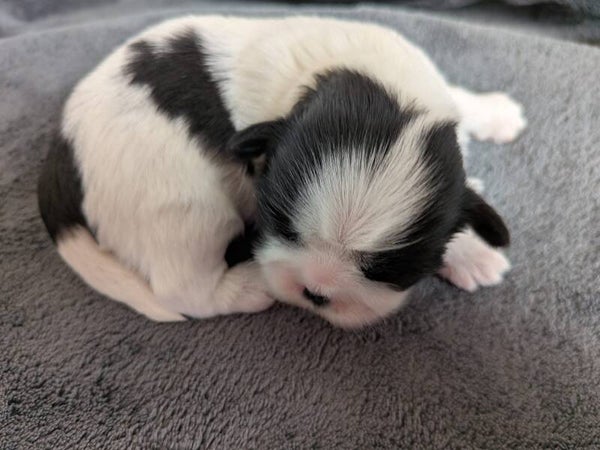 260530-M1 Réservation chiot Shih-tzu