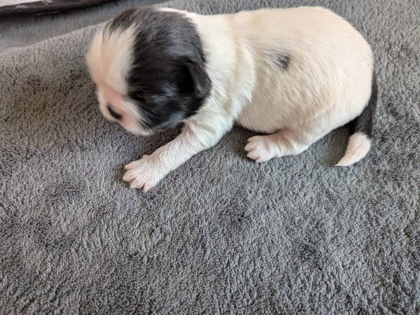 260530-M2 Réservation chiot Shih-tzu