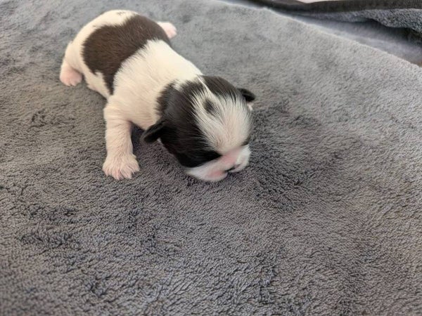 260530-M3 Réservation chiot Shih-tzu